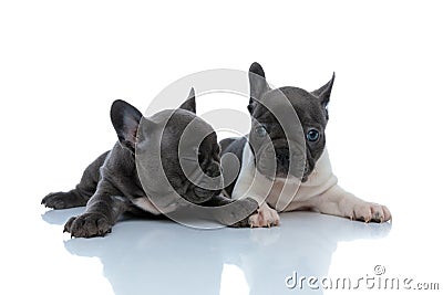 Tired French bulldog cubs looking away and blinking Stock Photo