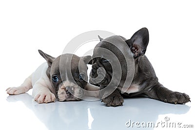 Tired French bulldog cubs looking forward and blinking Stock Photo