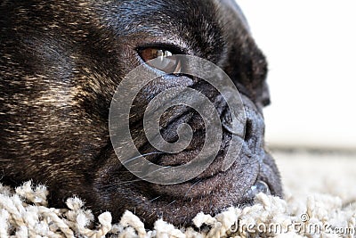 A tired french bulldog Stock Photo