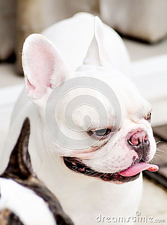 Tired French bulldog Stock Photo
