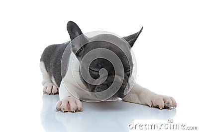 Tired French bulldog puppy holding his eyes shut and sleepin Stock Photo