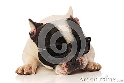 Tired french bulldog relaxing in the studio Stock Photo