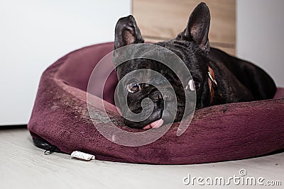 Tired french bulldog Stock Photo