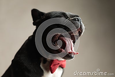 Tired french bulldog wearing red bowtie yawning with eyes closed Stock Photo