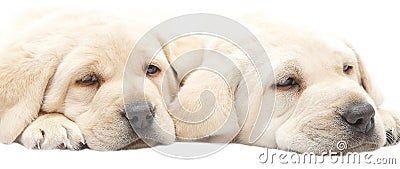 Tired Labrador puppies Stock Photo