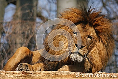 Tired lion Stock Photo