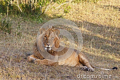 Tired Lion male looking at the camera Stock Photo
