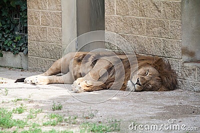 Tired Lion sleeping Stock Photo