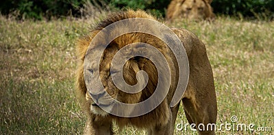 A tired lion walks against the shadow Stock Photo