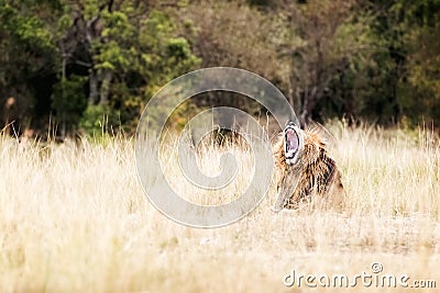 Tired lion yawning in Grasslands Stock Photo