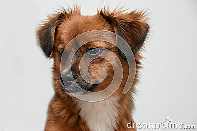 Tired little puppy dog shortly before falling asleep Stock Photo