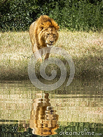 A tired male lion walks against the water hole and shadow. Stock Photo