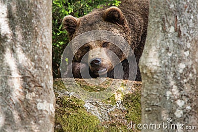 Tired but observant brown bear lying in the forest between trees Stock Photo