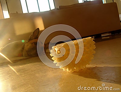 Tired old dog, laying on the floor, indoors, starring at a rubber pet white toy, in mid morning sunlight, permiating through the Stock Photo