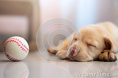 Tired puppy fall asleep after palying with ball Stock Photo