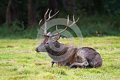 Tired red deer stag resting by lying on the ground in rutting season. Stock Photo