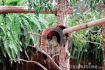 Tired red panda Sleeping stock photo Stock Photo