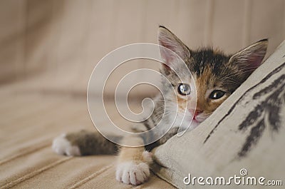 Tired rescued 6 weeks calico kitten with bright eyes looking at the camera and resting on the sofa Stock Photo