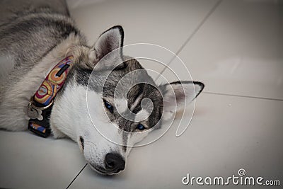 Tired siberian husky dog laying floor closeup head Stock Photo