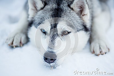 Tired Siberian husky sled dog closeup Stock Photo