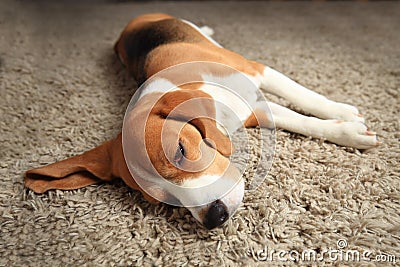 Tired sleeping beagle dog Stock Photo