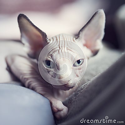 Tired sleepy kitten looking to camera. Portrait sphynx young cat in bed. Naked hairless domestic cat breed with beautiful blue eye Stock Photo