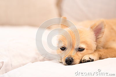 Tired and sleepy pomeranian dog Stock Photo