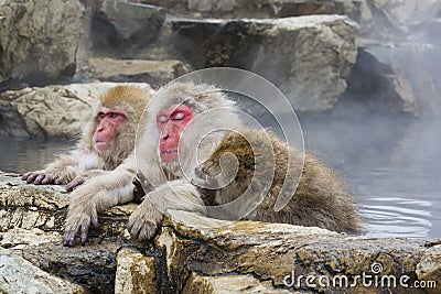 Tired Snow Monkey and Friends in Hot Springs Stock Photo