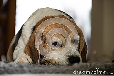 A tired tricolor beagle lies on a carpet Stock Photo