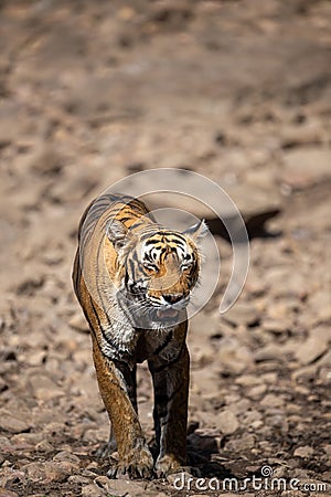 Tired, weak and hungry tiger from days. Wild cat in natural habitat at ranthambore national park, Rajasthan Stock Photo