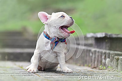 Tired yawning 7 weeks lilac fawn colored French Bulldog dog puppy wearing a bow tie Stock Photo