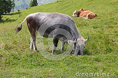 The Tiroler Grauvieh cow (Oberinntaler Grauvieh) Stock Photo