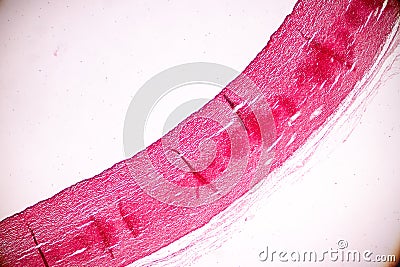 Physiology of the Arteries and Veins for education in laboratory. Stock Photo