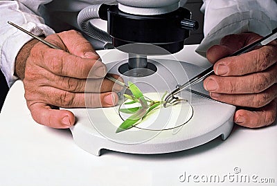 Tissue Culture Stock Photo