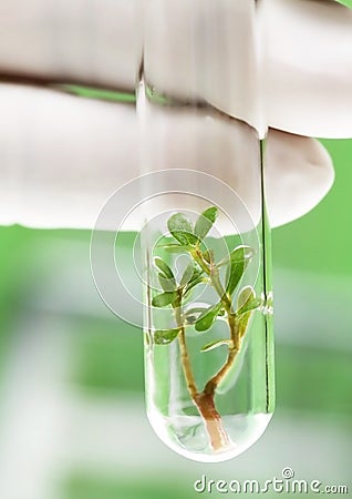 Tissue culture concept Stock Photo