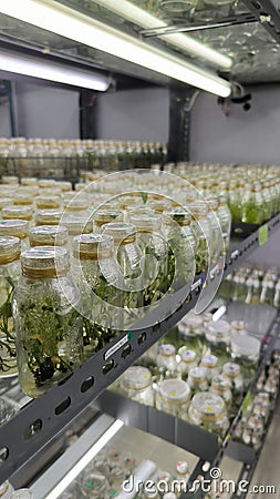 tissue culture plants Stock Photo