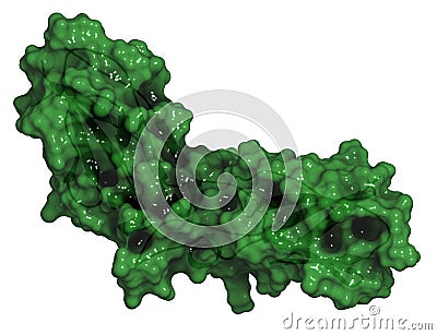 Tissue factor (TF, extracellular part) protein. Essential in extrinsic pathway of blood coagulation Stock Photo