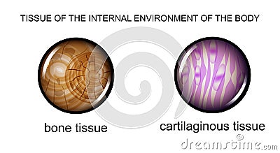 Tissue of the internal environment Vector Illustration