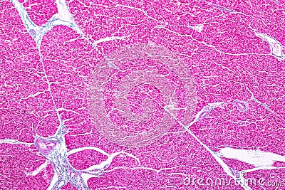 Tissue of pancreas is an organ of the digestive system and endocrine system of in humans. Stock Photo