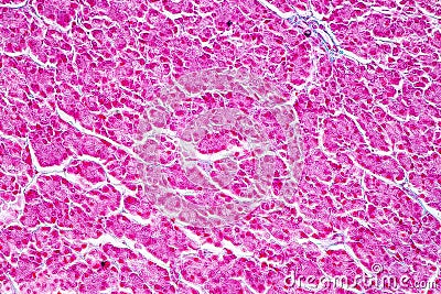 Tissue of pancreas is an organ of the digestive system and endocrine system of in humans. Stock Photo