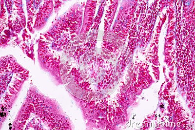 Tissue of small intestine or small bowel under the microscopic. Stock Photo