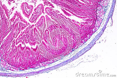 Tissue of small intestine or small bowel under the microscopic. Stock Photo