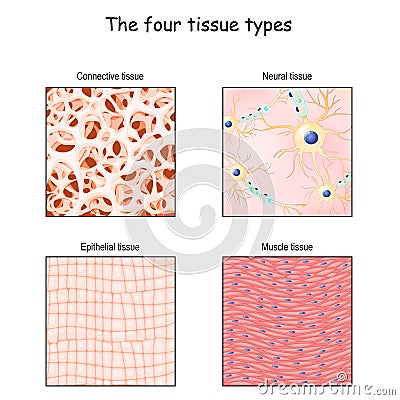 Tissue types. connective, muscle, nervous, and epithelial cells Vector Illustration