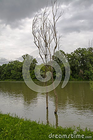 The Tisza river in early Summer in South Hungary Stock Photo