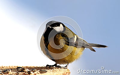 Tit bird Stock Photo