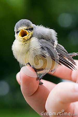 Tit bird singing Stock Photo