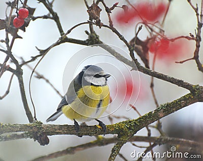 The tit is blue Parus caeruleus on the branch Stock Photo