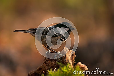 Tit coal Stock Photo