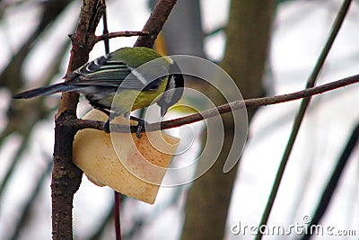 Tit eats lard on a branch in winter. Feeder for titmouse in cold weather Stock Photo