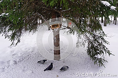 Tit in the feeder and pigeons in winter Stock Photo